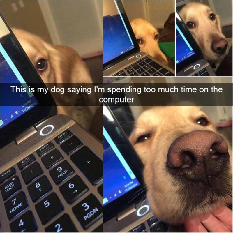 How Jealousy Looks When Your Caught On Camera Who let the dog out?