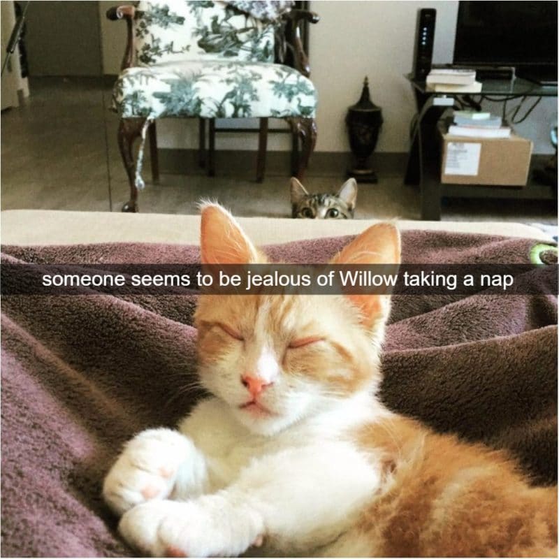 How Jealousy Looks When Your Caught On Camera Why does he get to sleep on the bed?