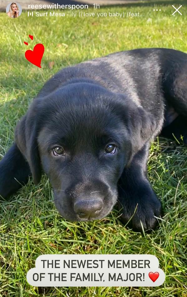 Reese Witherspoon's Dog Major