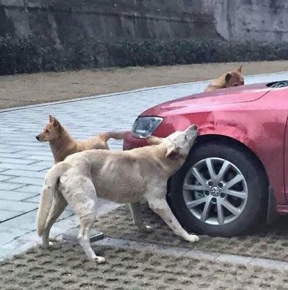 Moments When Revenge Was Totally Worth It Alpha dog