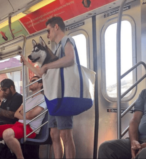 Suspect Moments Caught On The NYC Subway Again with the dogs?