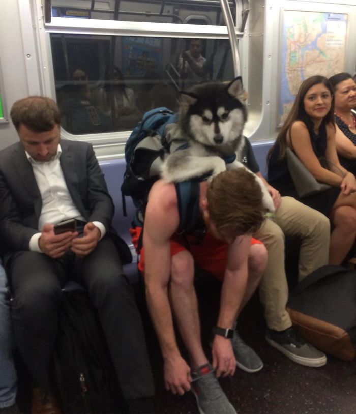 Suspect Moments Caught On The NYC Subway Dog’s life