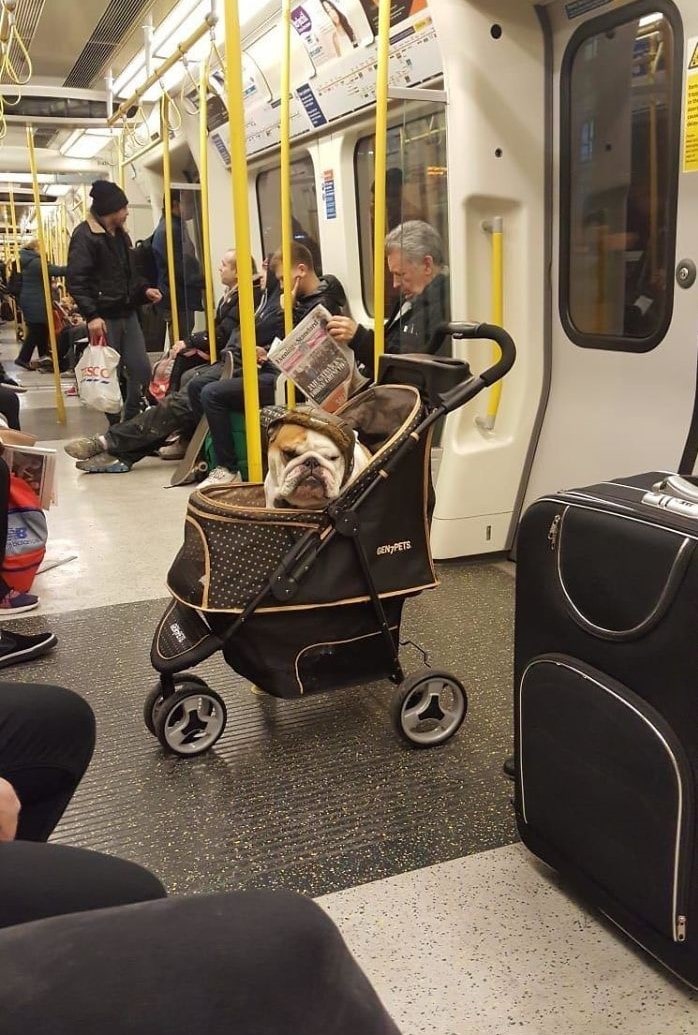 Suspect Moments Caught On The NYC Subway Pet stroller