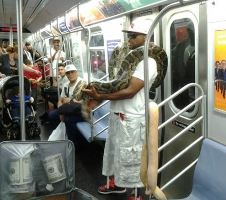 Suspect Moments Caught On The NYC Subway  Snake eyes