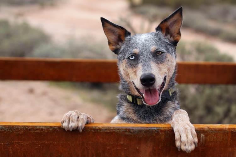 Australian Cattle Dog