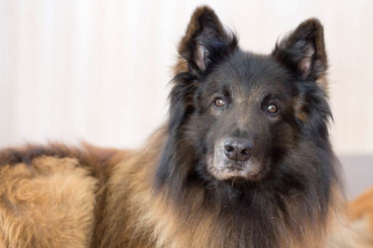 Belgian Tervuren