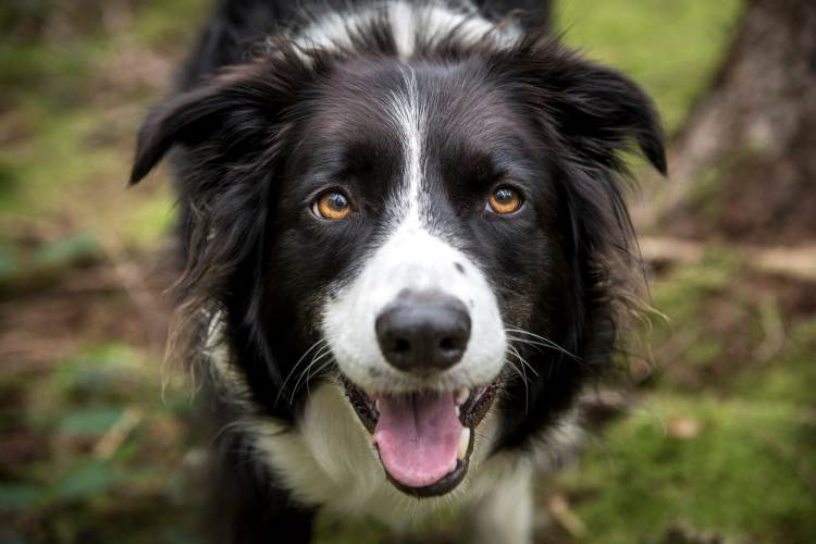 Border Collie