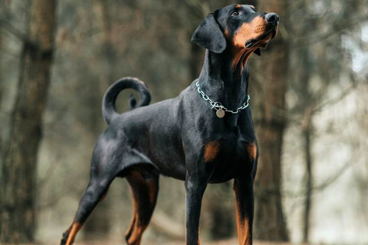 Doberman Pinscher