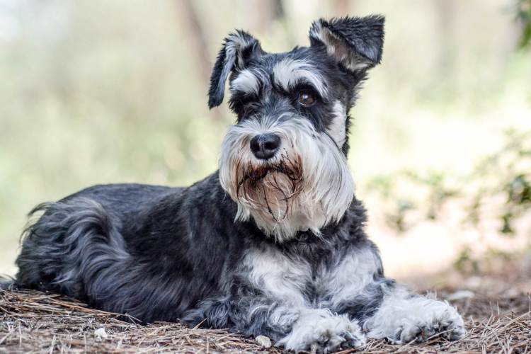 Miniature Schnauzer