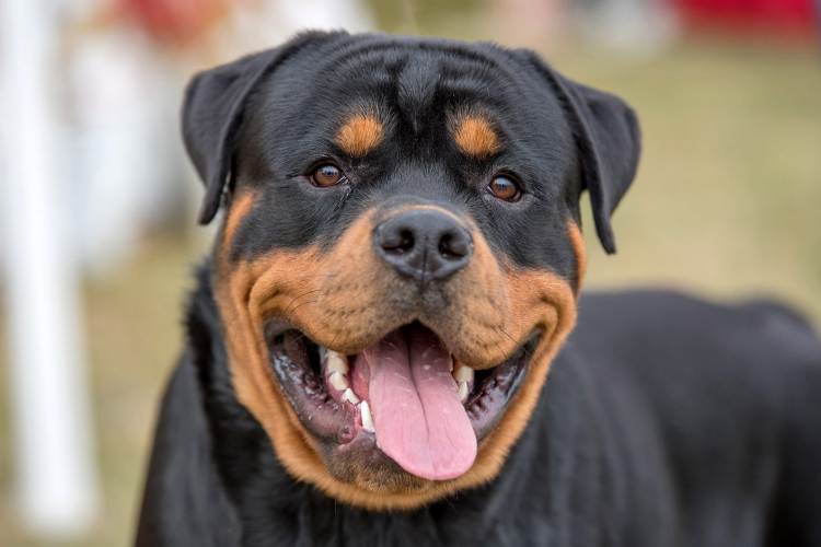 Rottweiler