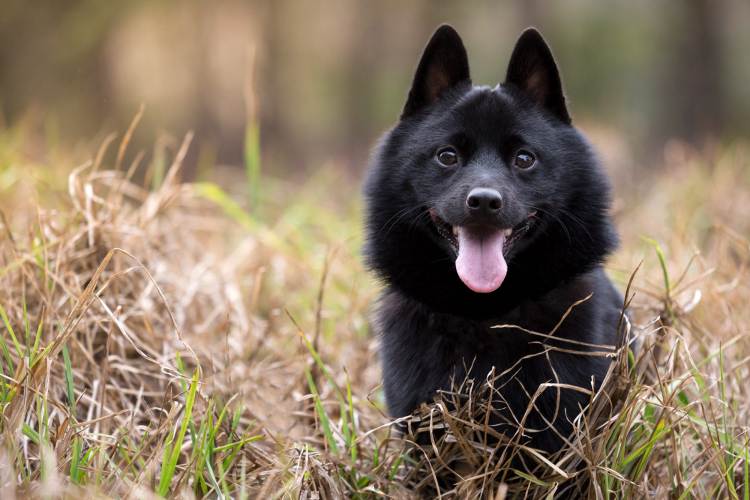 Schipperke