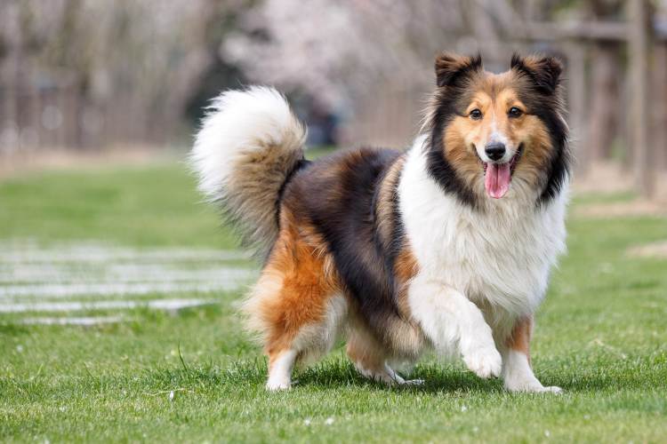 Shetland Sheepdog