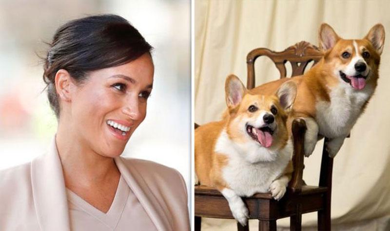 The Queens Corgi's Approve 24
